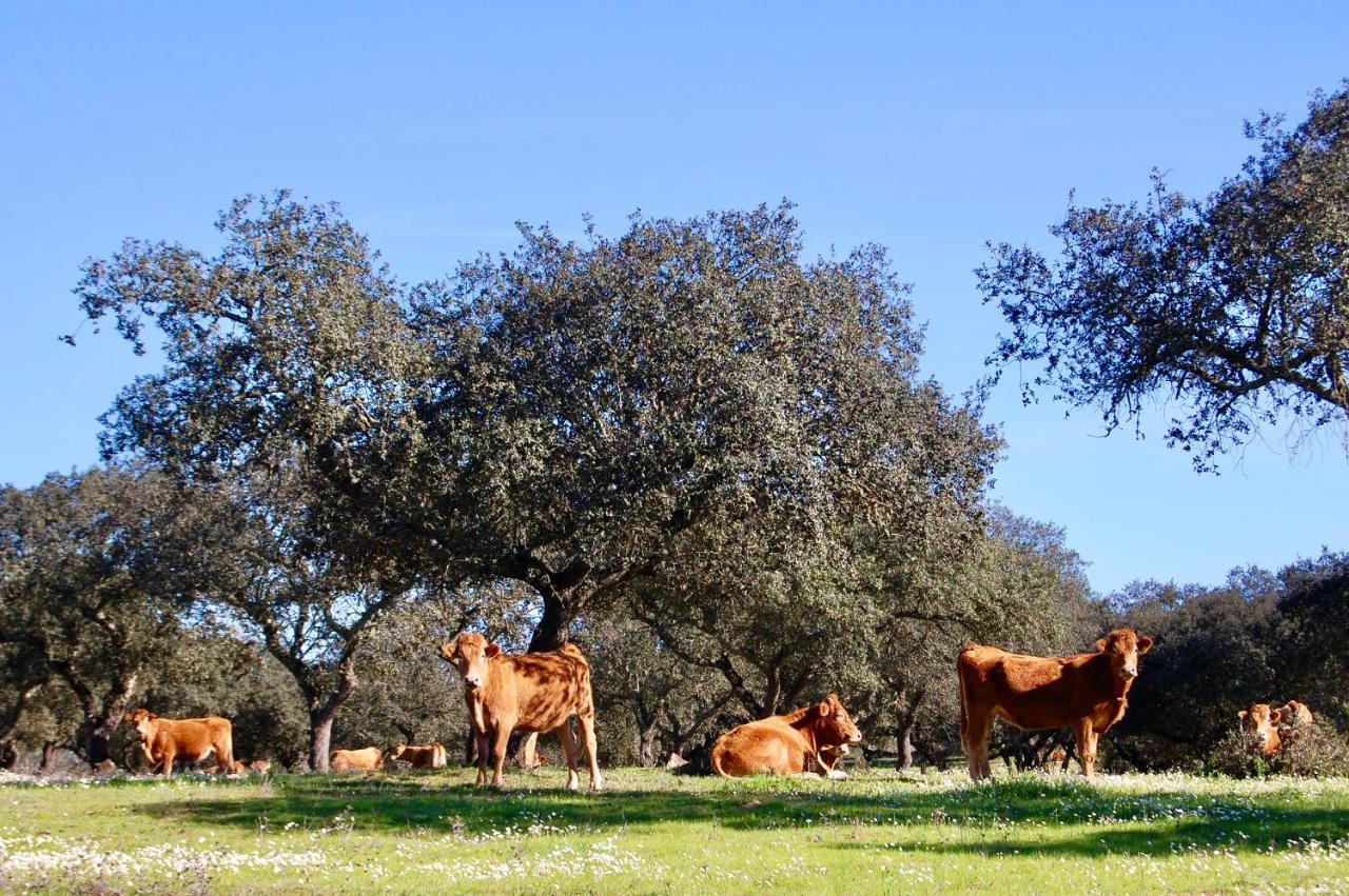 Herdade Da Burquilheira Family Retreat Alcáçovas Eksteriør bilde